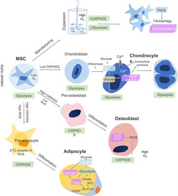 Musculoskeletal Progenitor/Stromal Cell-Derived  Mitochondria Modulate Cell Differentiation and Therapeutical Function